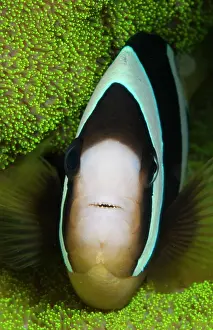 Clark: Clark's Anemonefish in anemone
