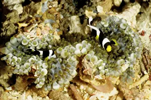 Clark: Clark's anemonefish in bulb-tentacle sea anemone