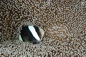 240519: Clark's Anemonefish - in Sea Anemone (Stichodactyla