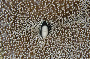 Anemonefish: Clark's Anemonefish - in Sea Anemone (Stichodactyla