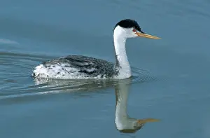 Aechmophorus: Clark's Grebe