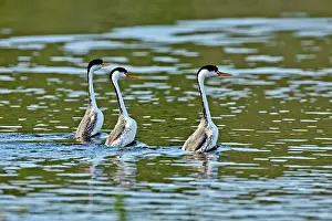Dance: Clark's Grebe after the dance