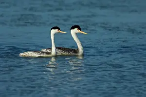 Podicipedidae: Clark's Grebes (Aechmophorus clarkii)