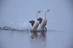 Mates: Clark's Grebes Dancing