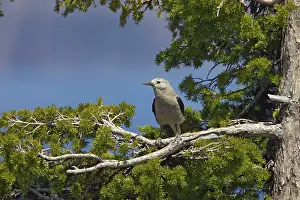 Clark: Clark's Nutcracker