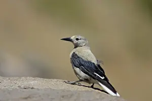 Clark: Clark's Nutcracker