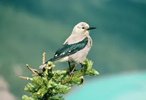 Clark: Clark's Nutcracker