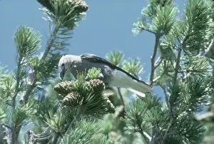 Columbiana: Clark's Nutcracker