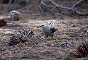 Columbiana: Clark's Nutcracker