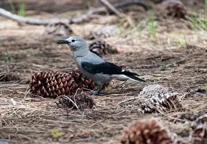 Columbiana: Clark's Nutcracker