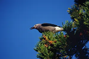 Clark: Clark's Nutcracker - harvesting seed from Whitebark