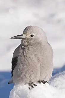 Corvid: Clarks Nutcracker (Nucifraga columbiana), in the