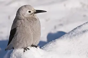 Corvid: Clark's Nutcracker (Nucifraga columbiana), in the