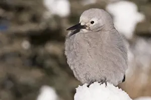 Corvid: Clark's Nutcracker (Nucifraga columbiana), in the