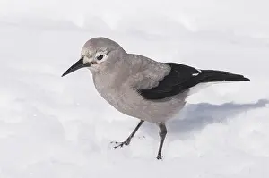 Alberta: Clark's Nutcracker (Nucifraga columbiana), in snow