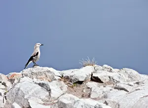 Clark: Clark's Nutcracker - on rocks