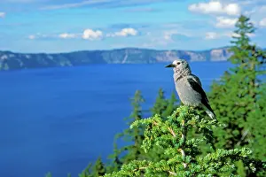 Clark: Clark's Nutcracker - sitting in top of hemlock tree