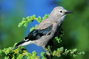 Clark: Clark's Nutcracker - sitting in top of hemlock tree