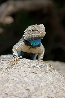 Clark: Clark's Spiny Lizard