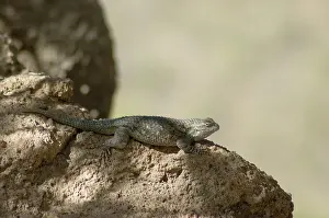 Phrynosomatidae: Clark's Spiny Lizard (Sceloporus clarkii)