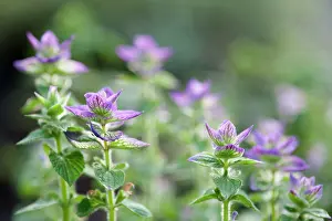 Sage: Clary sage, Salvia viridis Marble Arch mixed