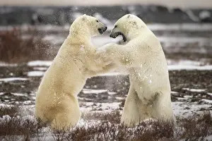 Clash: Clash of the titans - two fighting polar bears