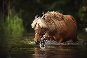 Classic: Classic Pony (Equus), Mare walks through water