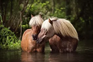 Classic: Two Classic Ponys (Equus) standing in the water