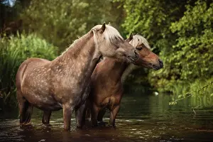 Classic: Two Classic Ponys (Equus) standing in the water