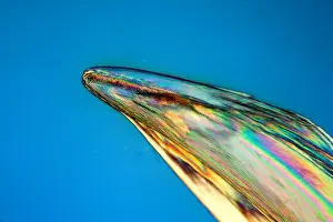 Imagery: Claw molt of a cat under microscope