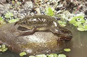 Invader: Clawed Frog