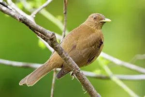 Grayi: Clay-colored Robin