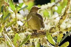 Dota: Clay-colored Robin