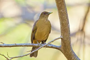 Grayi: Clay-colored Robin