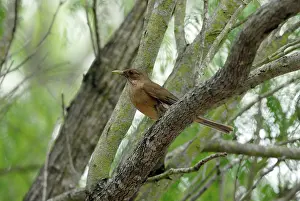Grayi: Clay-colored Robin (Turdus grayi)