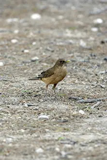 Grayi: Clay-colored Robin (Turdus grayi)