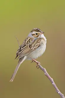 Spizella: Clay-colored Sparrow
