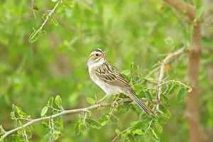Spizella: Clay-colored Sparrow
