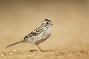 Spizella: Clay-colored Sparrow