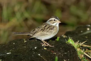 Spizella: Clay colored Sparrow