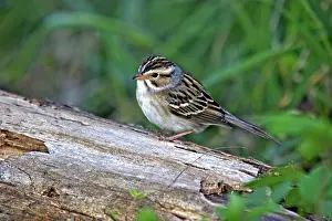 Spizella: Clay-Colored Sparrow