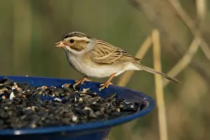 Clay: Clay-colored Sparrow