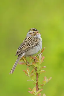Spizella: Clay-colored Sparrow - Singing