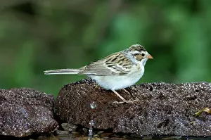 Spizella: Clay-colored Sparrow (Spizella pallida)