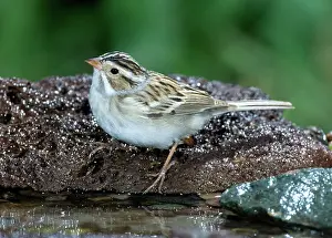 Spizella: Clay-colored Sparrow (Spizella pallida)