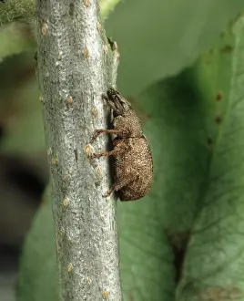 Clay: Clay-colored weevil