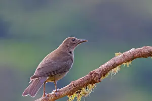 Clay: Clay Coloured Thrush Turdus grayi San Gerardo de Dota, Costa