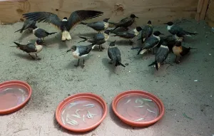 Cleaned: Cleaned Laughing Gulls from BP Spill