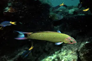 Lunare: CLEANER FISH