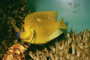 Angelfishes: Cleaner Fish - Cleaning from Three Spot Angel Fish